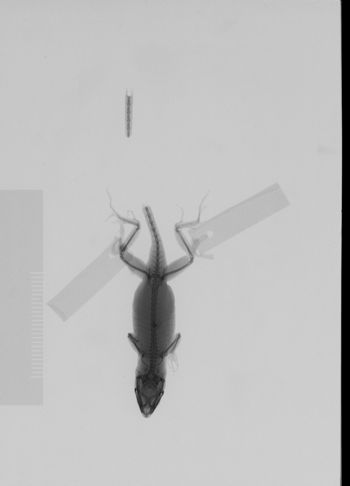 Media type: image; Herpetology R-146421